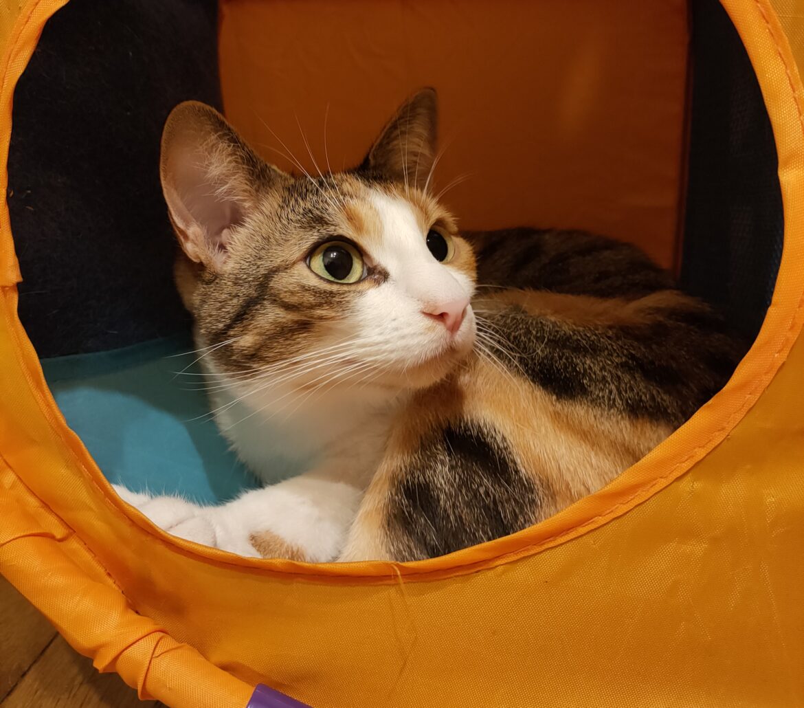 Wszechobecność czyli rok życia z kotą